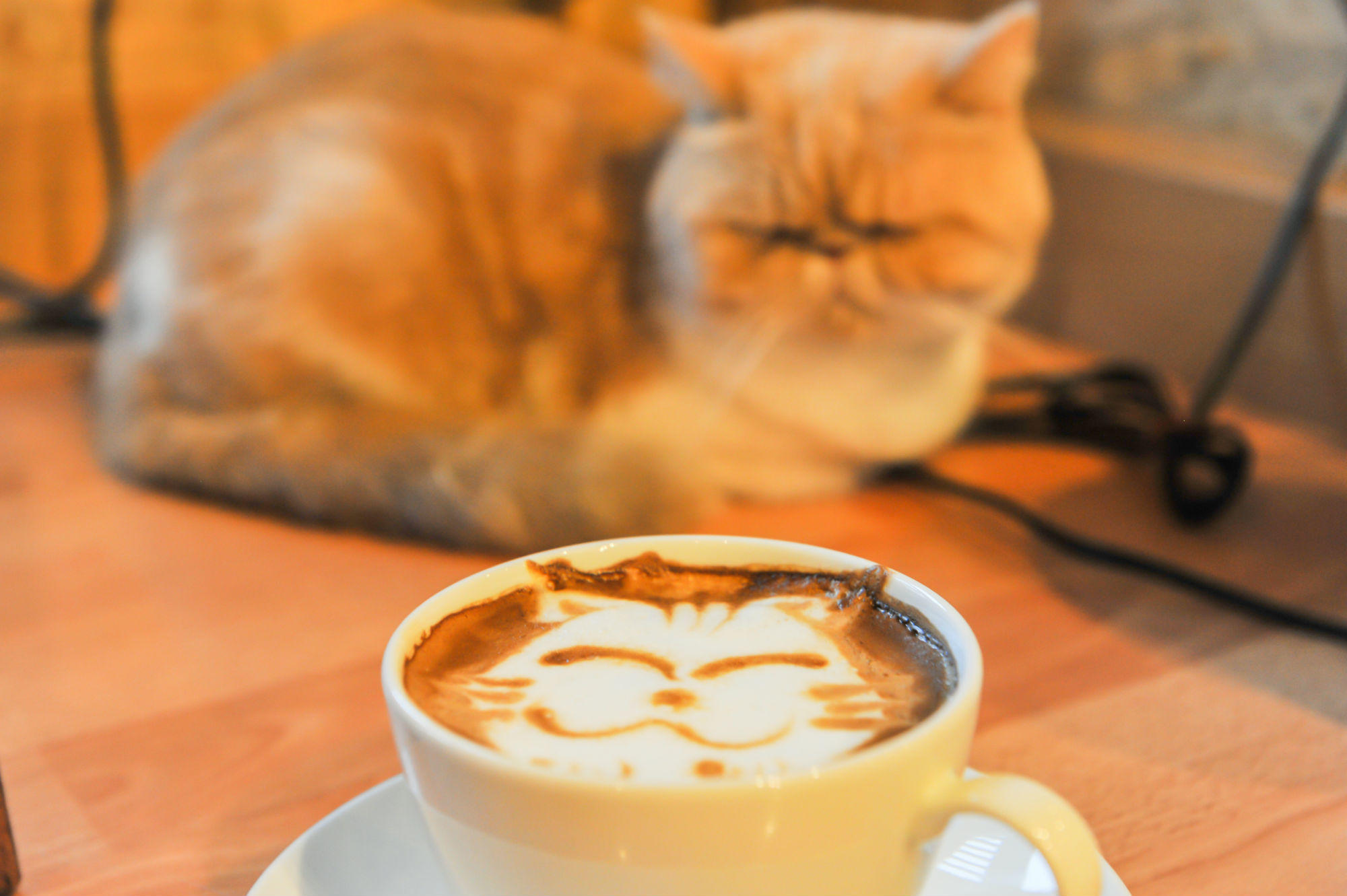 Cat and Kaffee